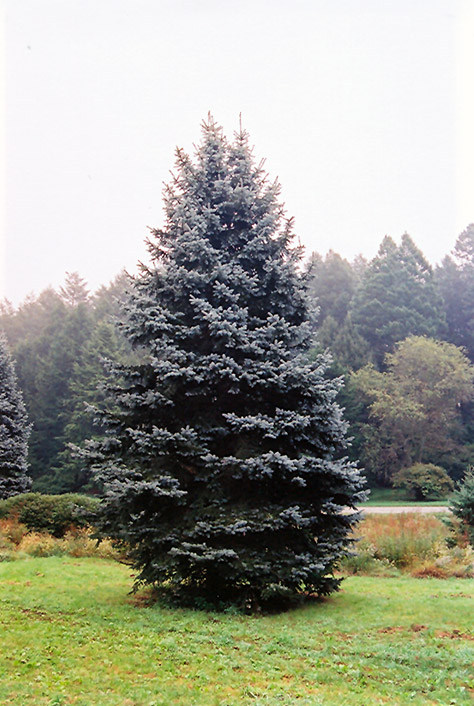 får Dekoration blur Royal Blue Spruce (Picea pungens 'Royal Blue') in Hamilton Waterdown  Ancaster Burlington Dundas Ontario ON at Paterno Nurseries