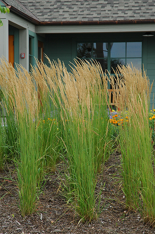 Karl Foerster Reed Grass (Calamagrostis x acutiflora 'Karl Foerster') at Paterno Nurseries