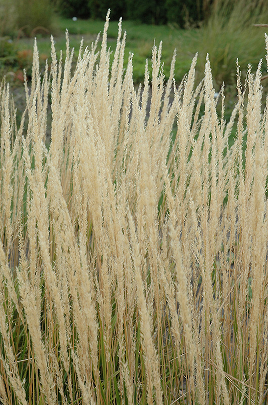 Karl Foerster Reed Grass (Calamagrostis x acutiflora 'Karl Foerster') at Paterno Nurseries