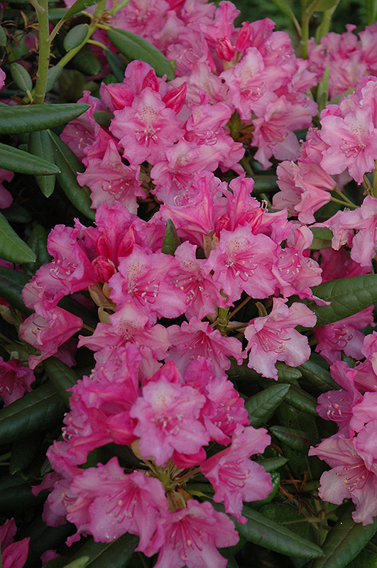 Hellikki Rhododendron (Rhododendron 'Hellikki') at Paterno Nurseries