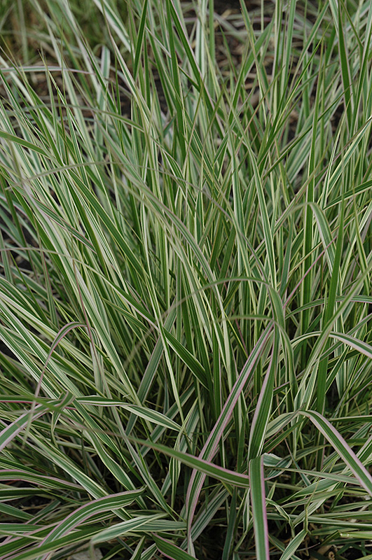 Variegated Reed Grass (Calamagrostis x acutiflora 'Overdam') at Paterno Nurseries