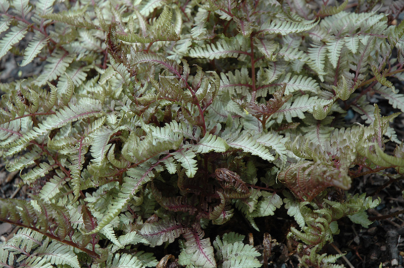 Red Beauty Painted Fern (Athyrium nipponicum 'Red Beauty') at Paterno Nurseries