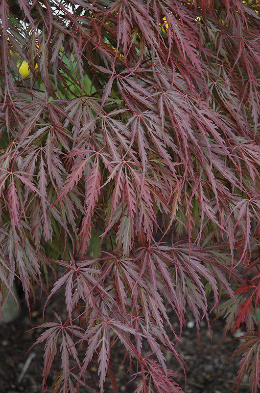Tamukeyama Japanese Maple (Acer palmatum 'Tamukeyama') at Paterno Nurseries