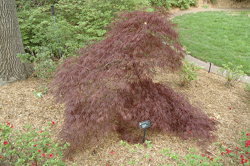 Purple-Leaf Threadleaf Japanese Maple (Acer palmatum 'Dissectum Atropurpureum') at Paterno Nurseries