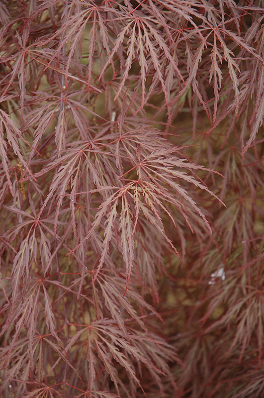 Purple-Leaf Threadleaf Japanese Maple (Acer palmatum 'Dissectum Atropurpureum') at Paterno Nurseries