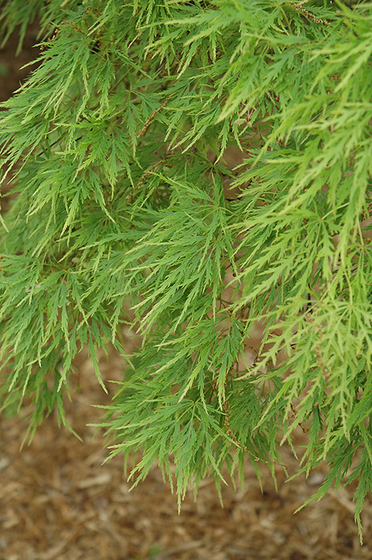 Cutleaf Japanese Maple (Acer palmatum 'Dissectum') at Paterno Nurseries
