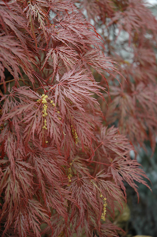 Inaba Shidare Cutleaf Japanese Maple (Acer palmatum 'Inaba Shidare') at Paterno Nurseries