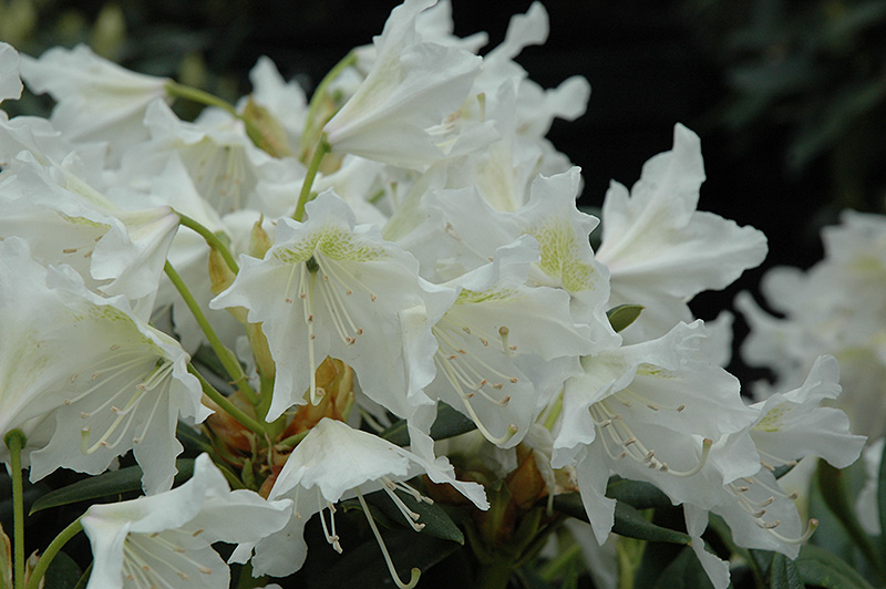 Cunningham White Rhododendron (Rhododendron 'Cunningham White') at Paterno Nurseries