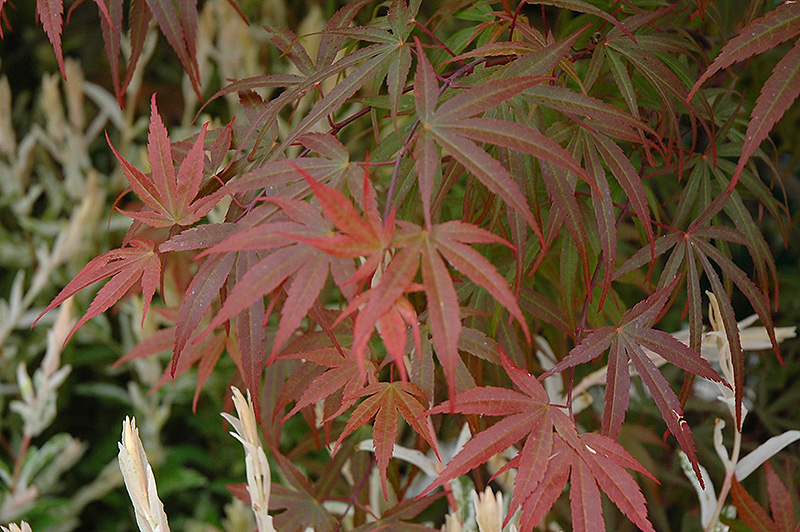 Dwarf Red Pygmy Japanese Maple (Acer palmatum 'Red Pygmy') at Paterno Nurseries