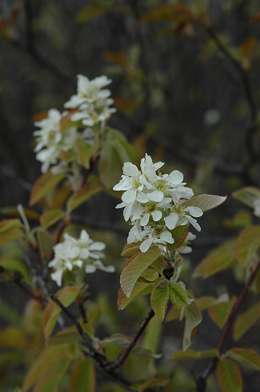 Saskatoon (Amelanchier alnifolia) at Paterno Nurseries