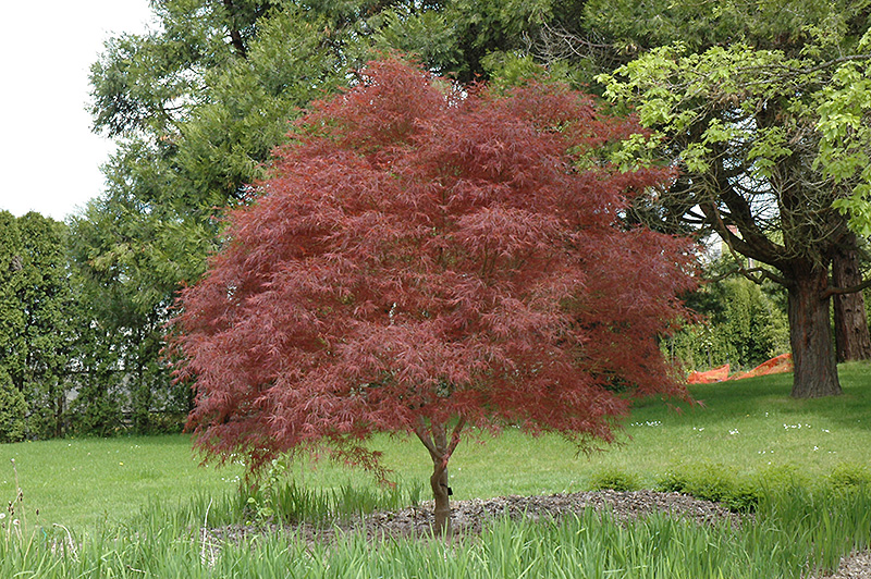 Dwarf Red Pygmy Japanese Maple (Acer palmatum 'Red Pygmy') at Paterno Nurseries