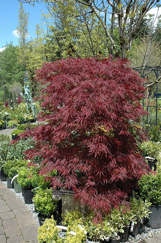 Red Dragon Japanese Maple (Acer palmatum 'Red Dragon') at Paterno Nurseries