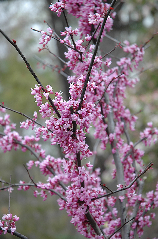 Forest Pansy Redbud (Cercis canadensis 'Forest Pansy') at Paterno Nurseries