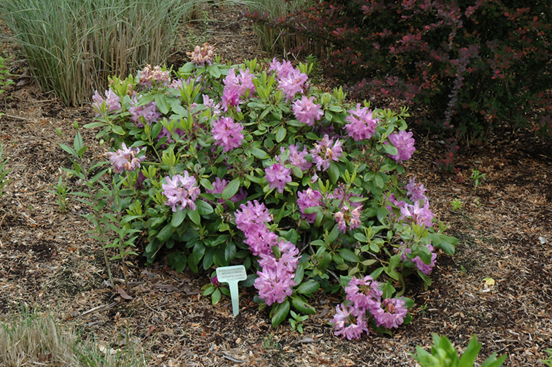 Minnetonka Rhododendron (Rhododendron 'Minnetonka') at Paterno Nurseries
