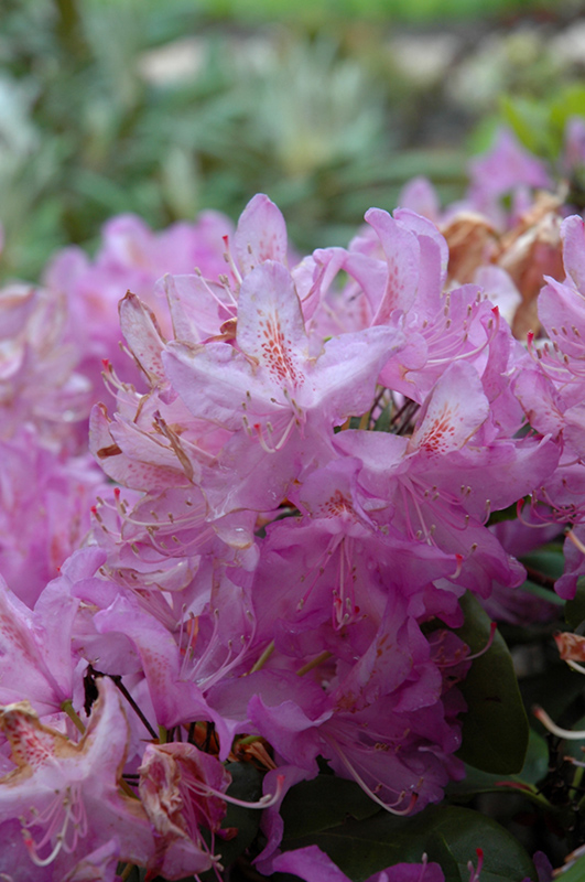 Minnetonka Rhododendron (Rhododendron 'Minnetonka') at Paterno Nurseries