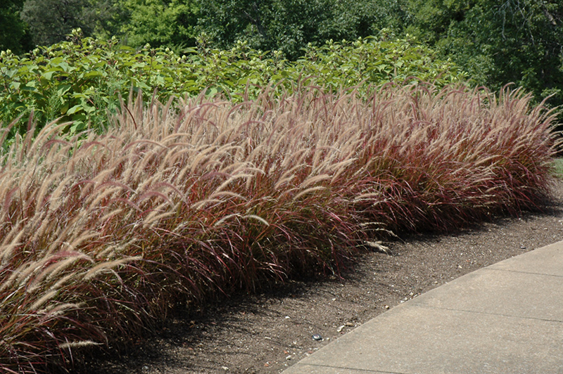 Purple Fountain Grass (Pennisetum setaceum 'Rubrum') at Paterno Nurseries
