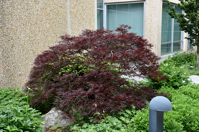 Red Dragon Japanese Maple (Acer palmatum 'Red Dragon') at Paterno Nurseries
