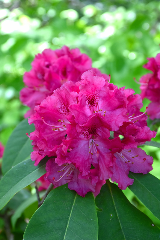 Besse Howells Rhododendron (Rhododendron 'Besse Howells') at Paterno Nurseries