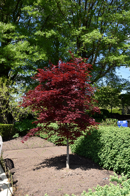 Fireglow Japanese Maple (Acer palmatum 'Fireglow') at Paterno Nurseries