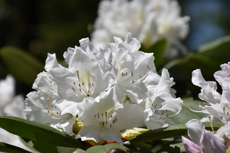 Boule de Neige Rhododendron (Rhododendron 'Boule de Neige') at Paterno Nurseries