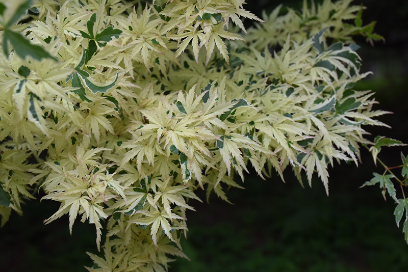 Butterfly Variegated Japanese Maple (Acer palmatum 'Butterfly') at Paterno Nurseries