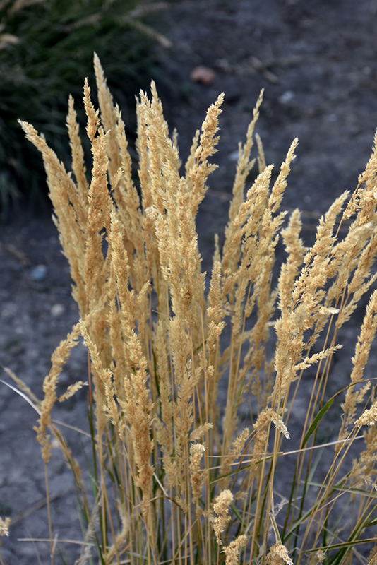 El Dorado Feather Reed Grass (Calamagrostis x acutiflora 'El Dorado') at Paterno Nurseries