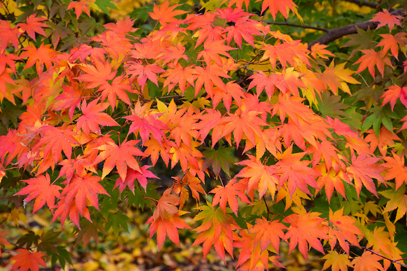 Japanese Maple (Acer palmatum) at Paterno Nurseries