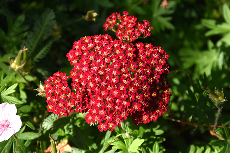 Red Velvet Yarrow (Achillea millefolium 'Red Velvet') at Paterno Nurseries