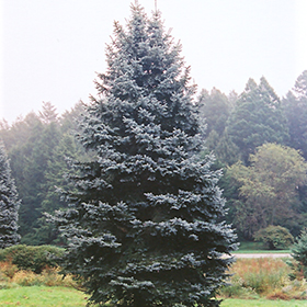 Royal Spruce (Picea 'Royal in Hamilton Waterdown Ancaster Burlington Dundas Ontario ON at Paterno Nurseries