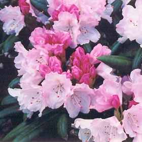 Plant Photo 9