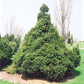 Plant Photo 7