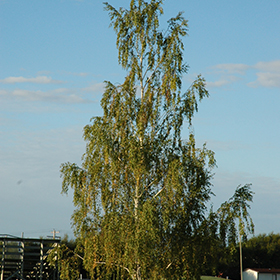Plant Photo 5
