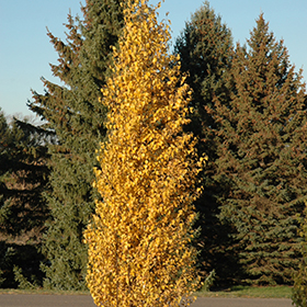 Plant Photo 6