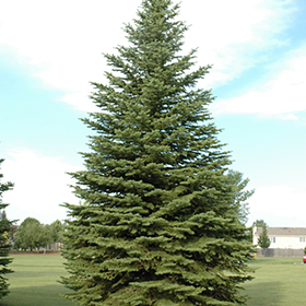 Plant Photo 6