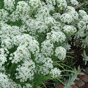 Plant Photo 2