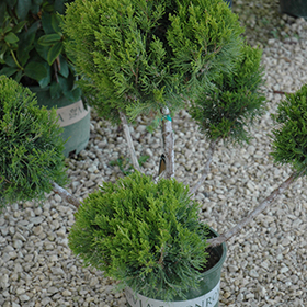 Plant Photo 4
