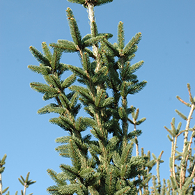 Plant Photo 2