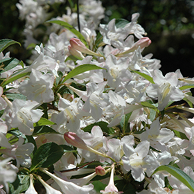 Plant Photo 1