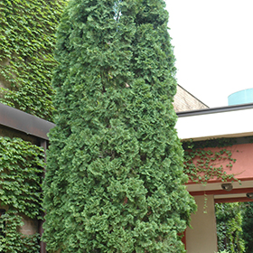 Plant Photo 7