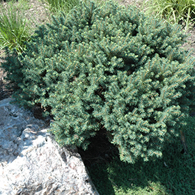 Plant Photo 6