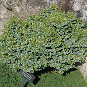 Plant Photo 8