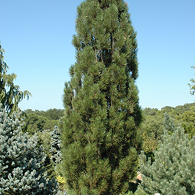 Plant Photo 9