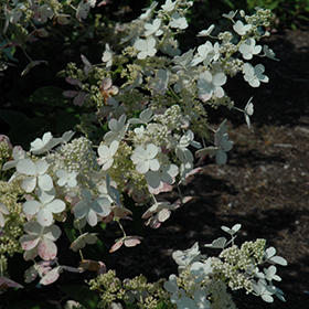 Plant Photo 7