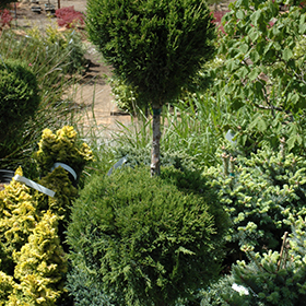 Plant Photo 1
