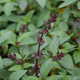 Plant Photo 6