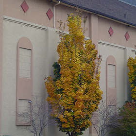 Plant Photo 1