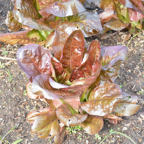 Plant Photo 9