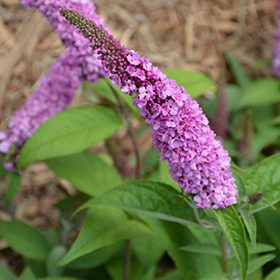 Plant Photo 8