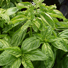 Plant Photo 5