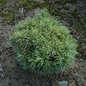 Plant Photo 3
